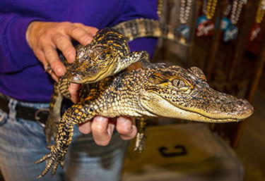 Rescued gators